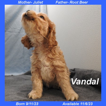 puppy, for, sale, Cocker Spaniel, Joe & Cherri  Overlease, dog, breeder, Miller, MO, dog-breeder, puppy-for-sale, forsale, nearby, find, puppyfind, locator, puppylocator, aca